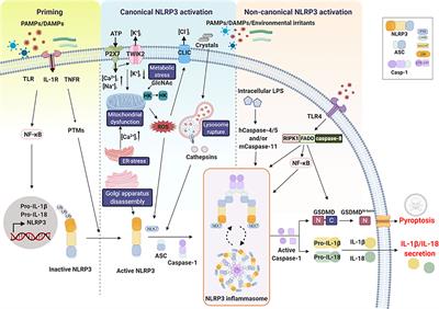 Frontiers | Regulation Of The NLRP3 Inflammasome By Post-Translational ...